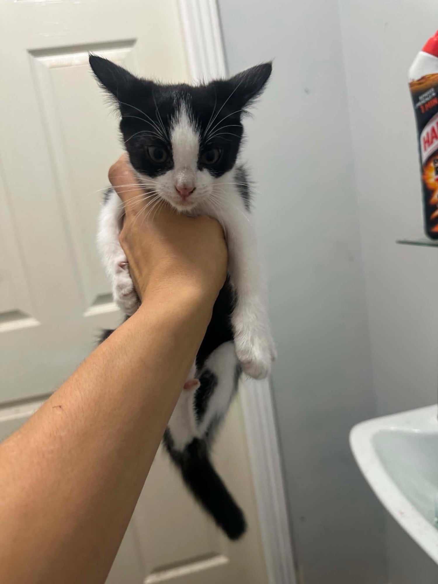 2 boys and 2 girls kittens 14 weeks looking for new homes  - Cats & Kittens in Hastings