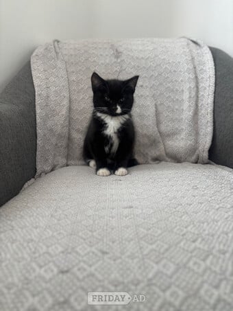  5 month old kitten free 