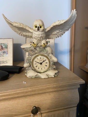 Owls for sale 