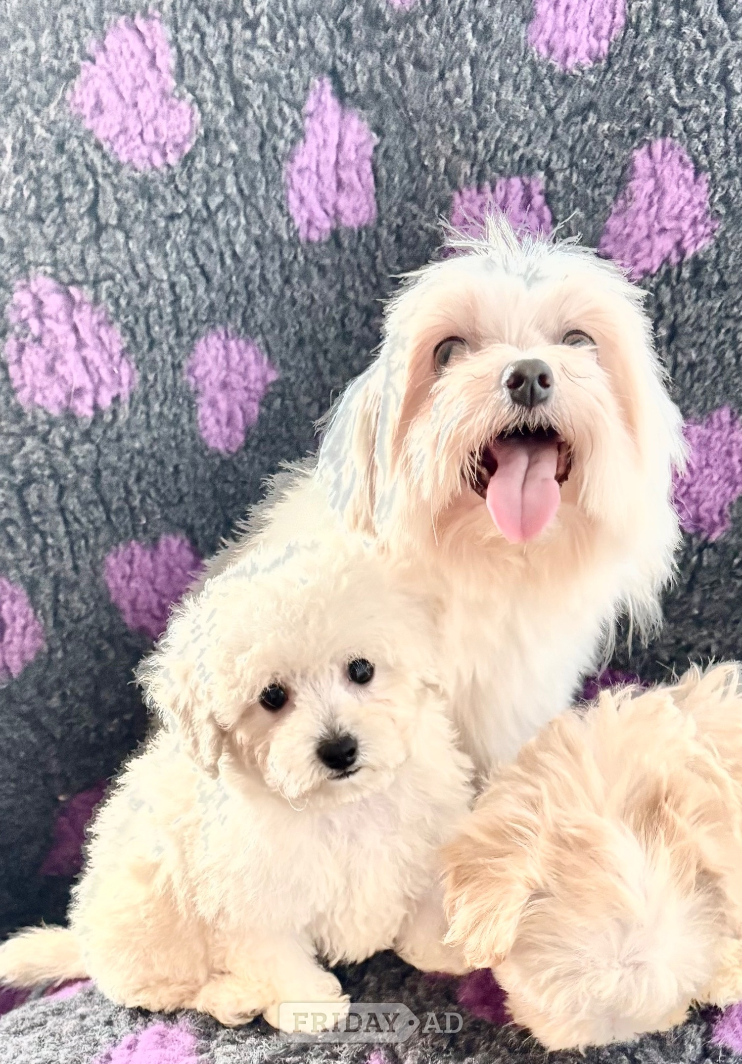 Maltipoo maltese x poodle small toy puppy  in Swansea