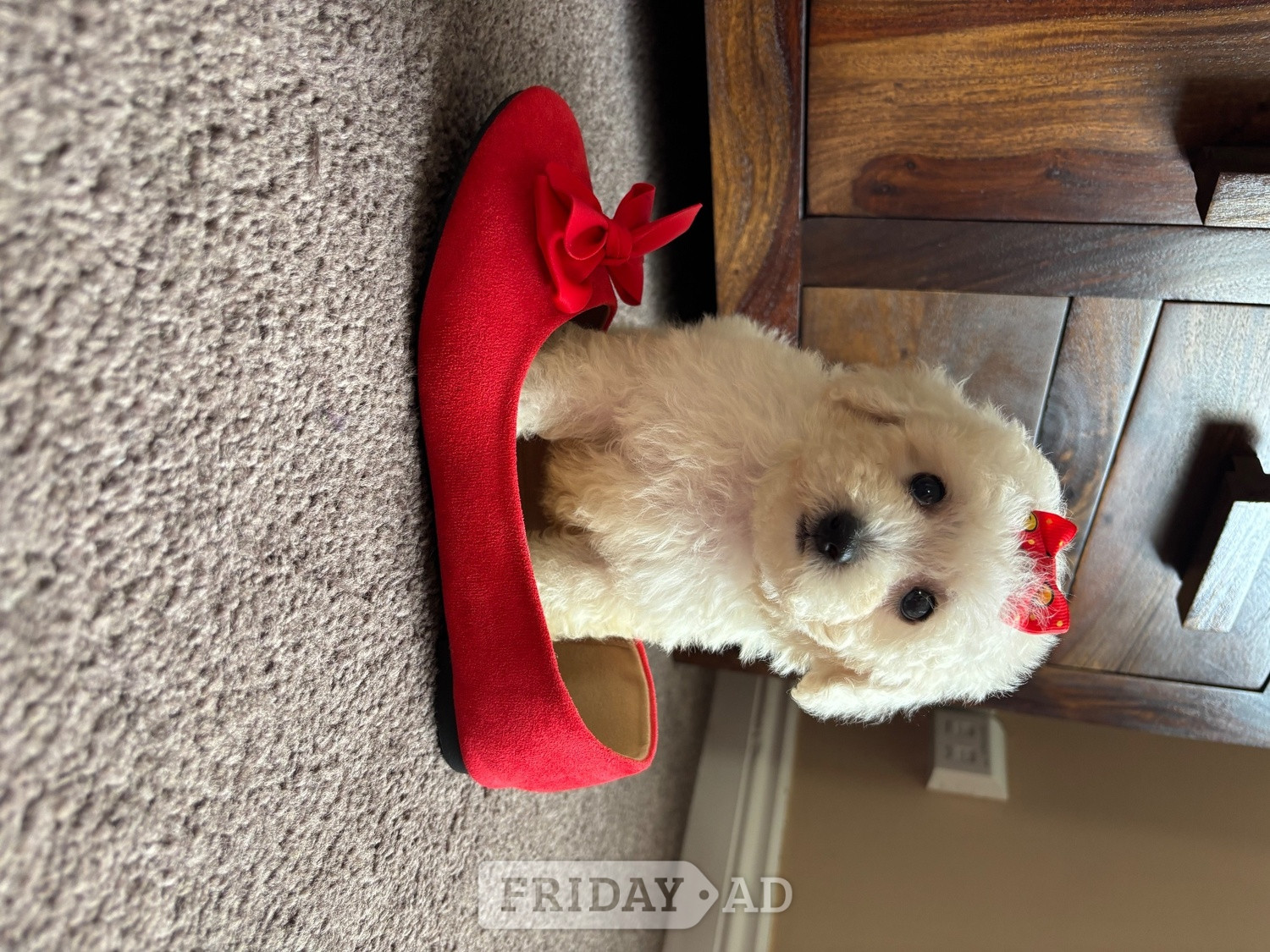Maltipoo maltese x poodle small toy puppy 