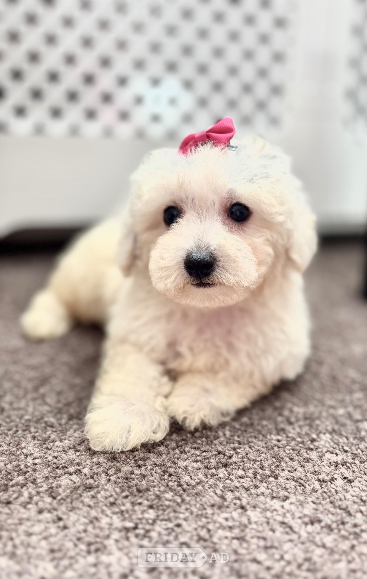 Swansea Maltipoo maltese x poodle small toy puppy 