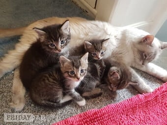 Ragdoll cross maincoon kittens 