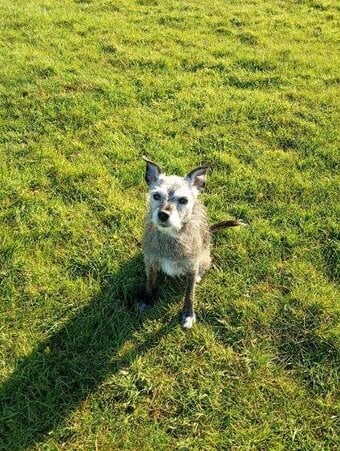 New home needed for small terrier.