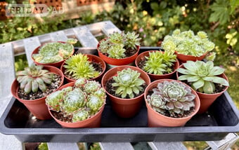 Assorted Sempervivum plants all home grown & many other plants!