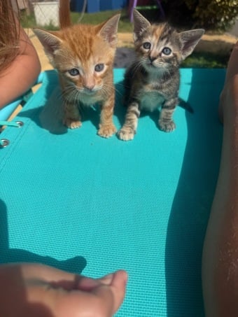 Beautiful fluffy bengal cross kittens