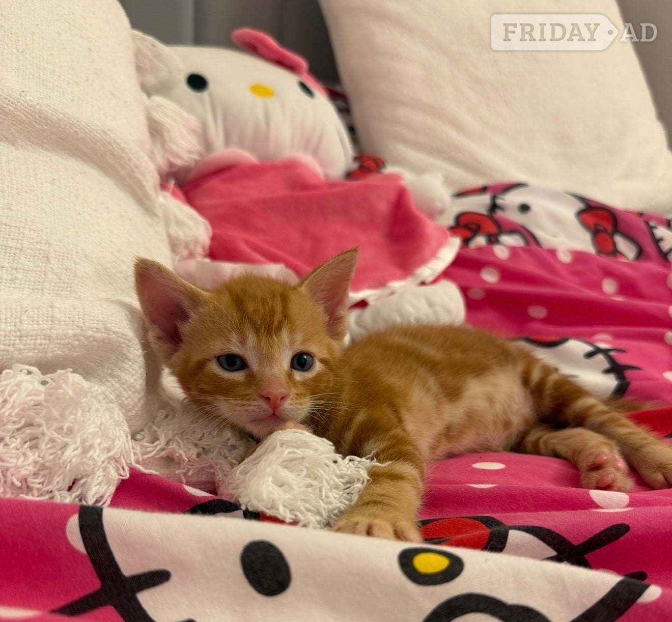 Beautiful fluffy bengal cross kittens