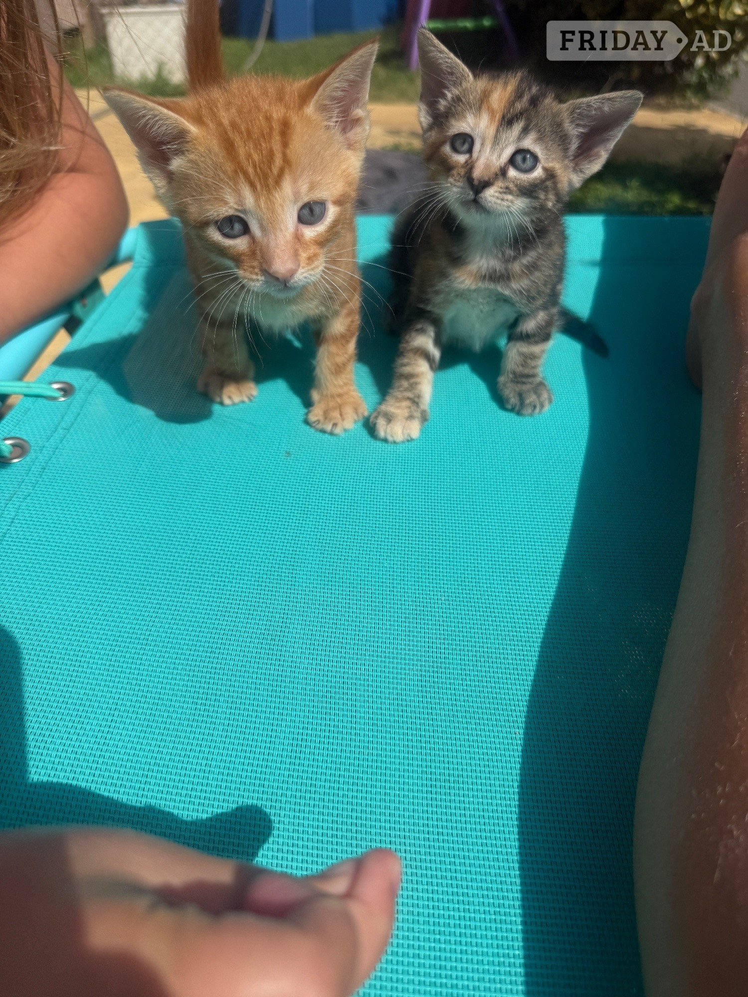 Beautiful fluffy bengal cross kittens in Hailsham