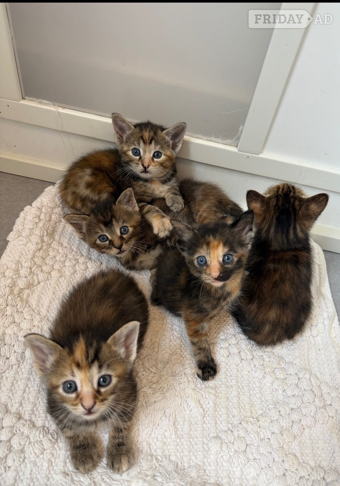 Beautiful fluffy bengal cross kittens - Cats & Kittens in Hailsham