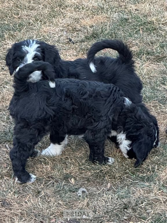 Full Bernedoodle Puppies