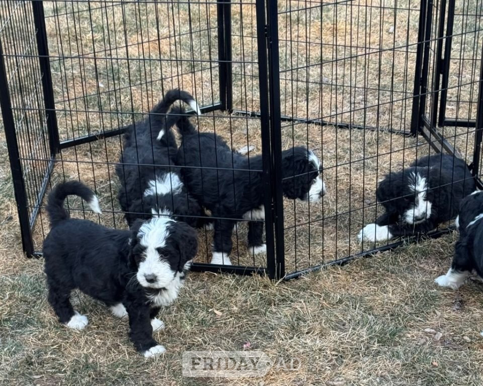 Aberdeen Full Bernedoodle Puppies