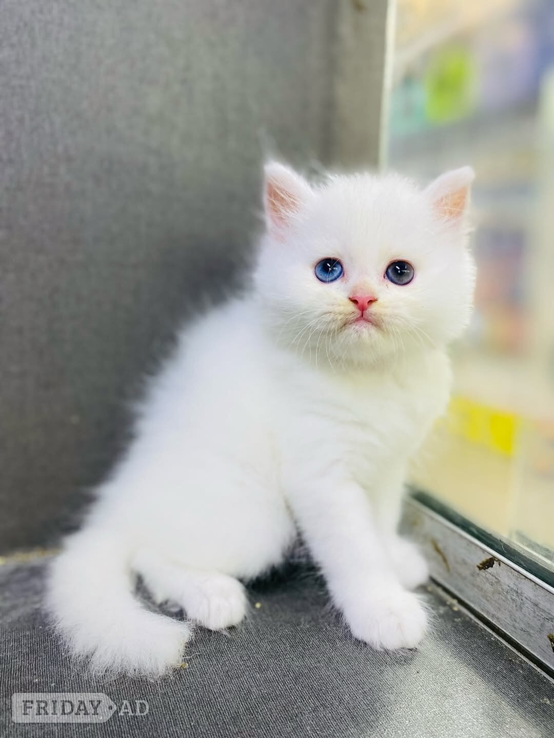Amazing sweet ovoko kittens  in Aberlour