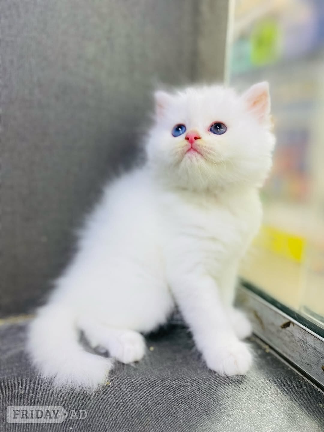 Amazing sweet ovoko kittens 