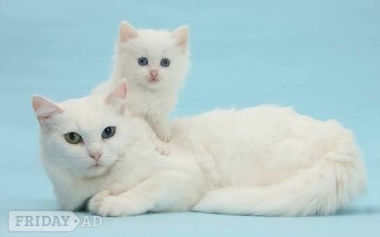 Aberlour Amazing sweet ovoko kittens 