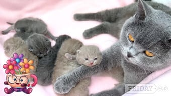   Vet Check Male and Female Scottish fold Kittens