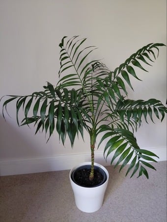 Beautiful Parlour Palm