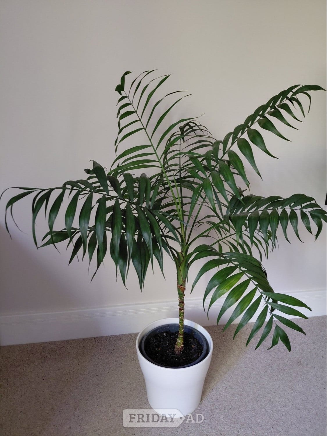 Beautiful Parlour Palm in Winchester
