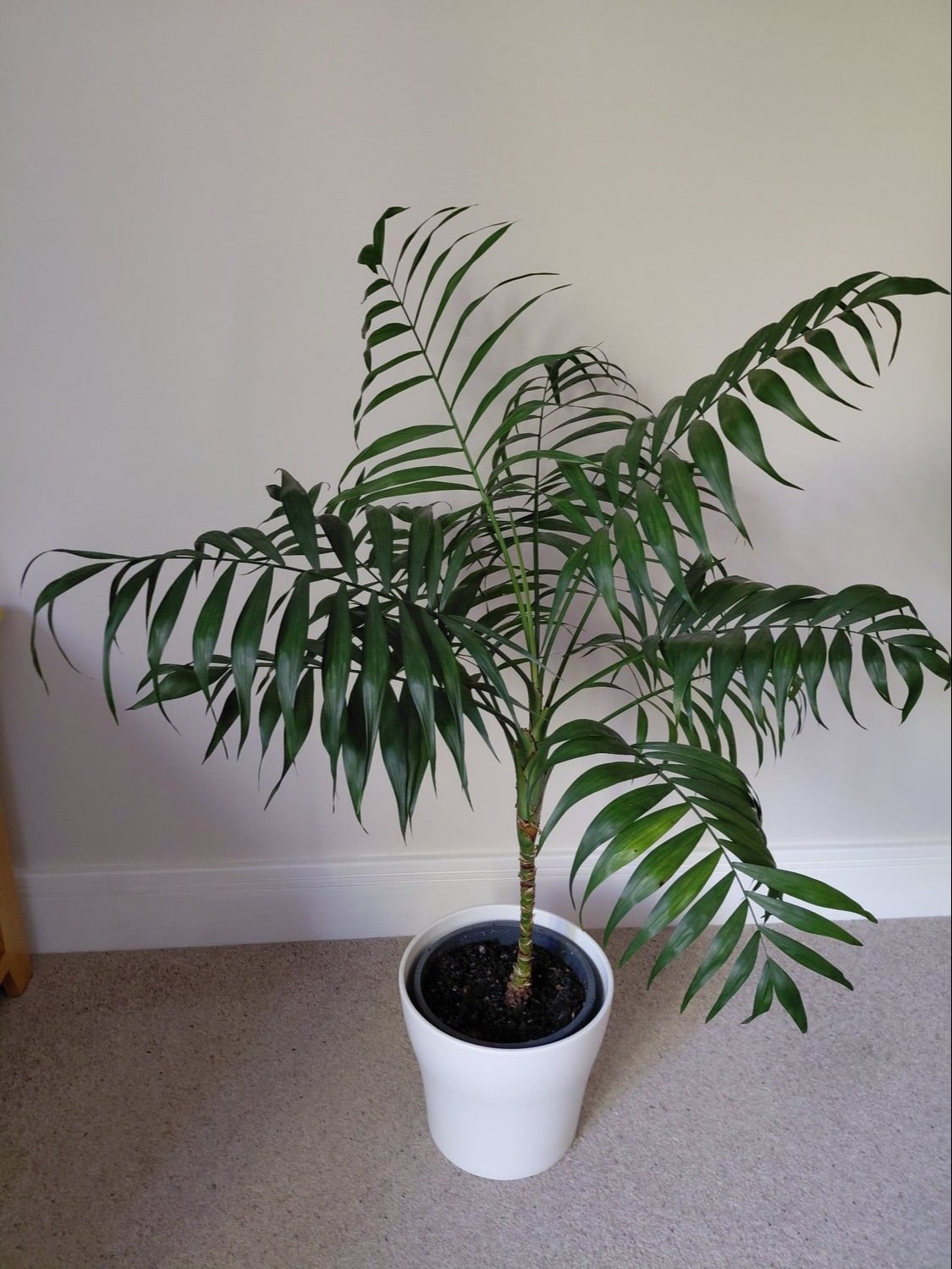 Beautiful Parlour Palm