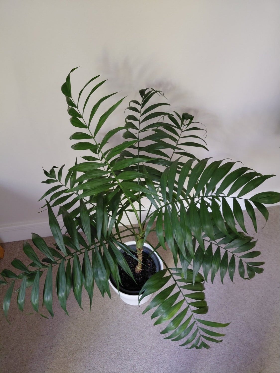 Winchester Beautiful Parlour Palm