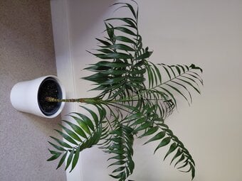 Beautiful Parlour Plant