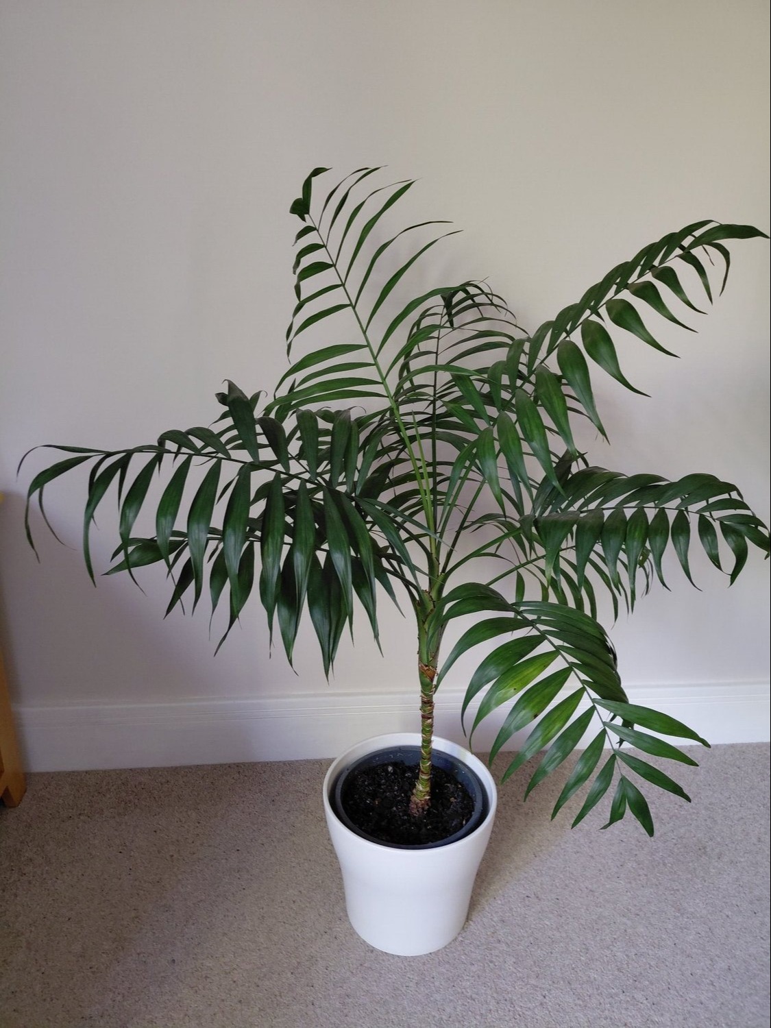 Beautiful Parlour Palm