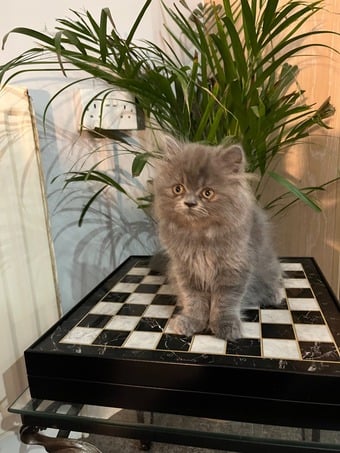 Ready Now. Stunning doll faced solid blue Persian girl