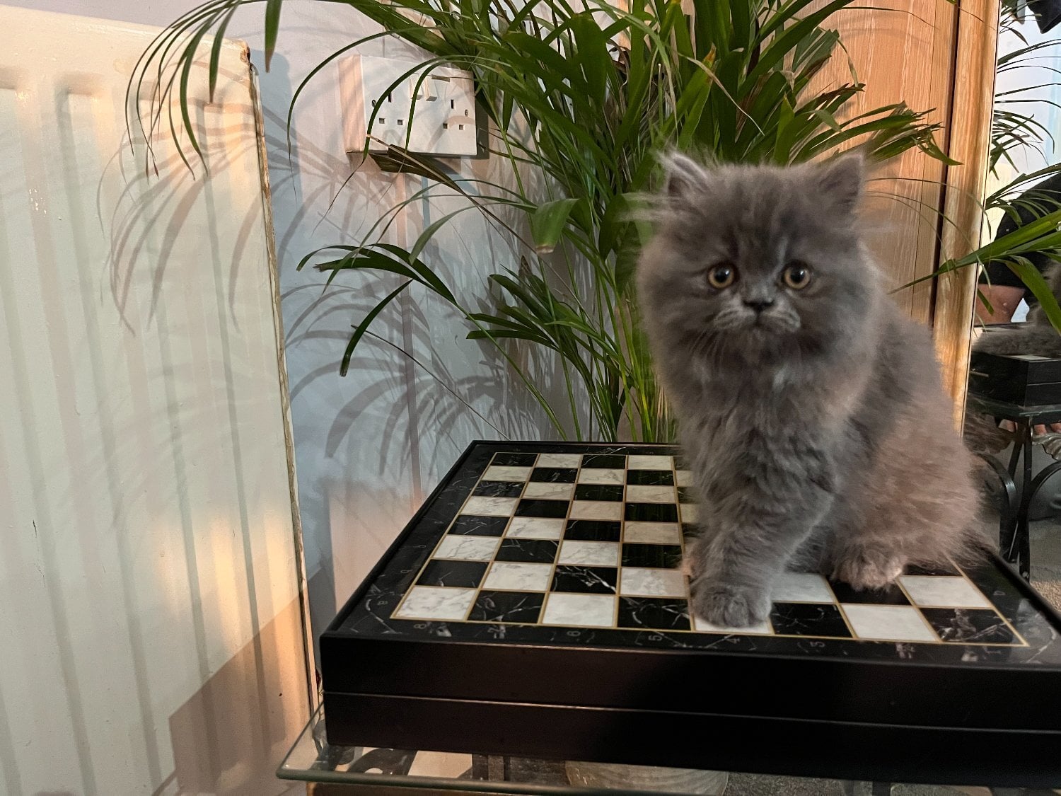Bromley Ready Now. Stunning doll faced solid blue Persian girl
