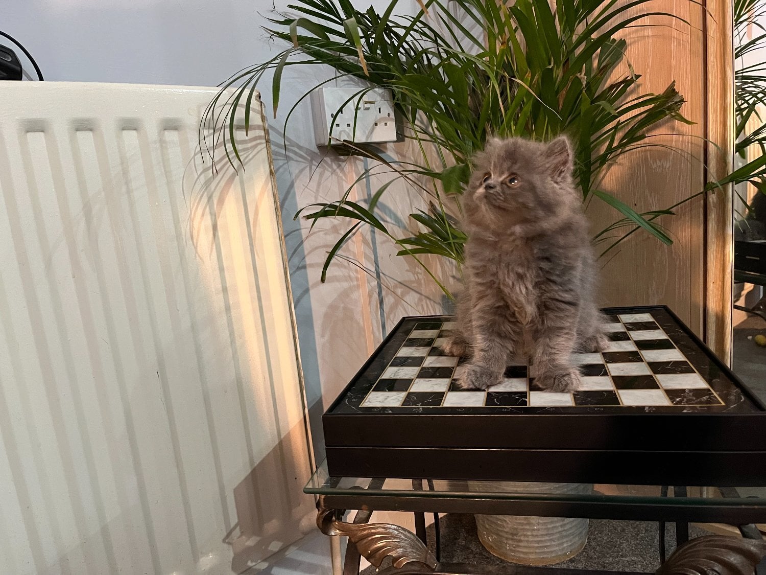 Ready Now. Stunning doll faced solid blue Persian girl - Cats & Kittens in Bromley