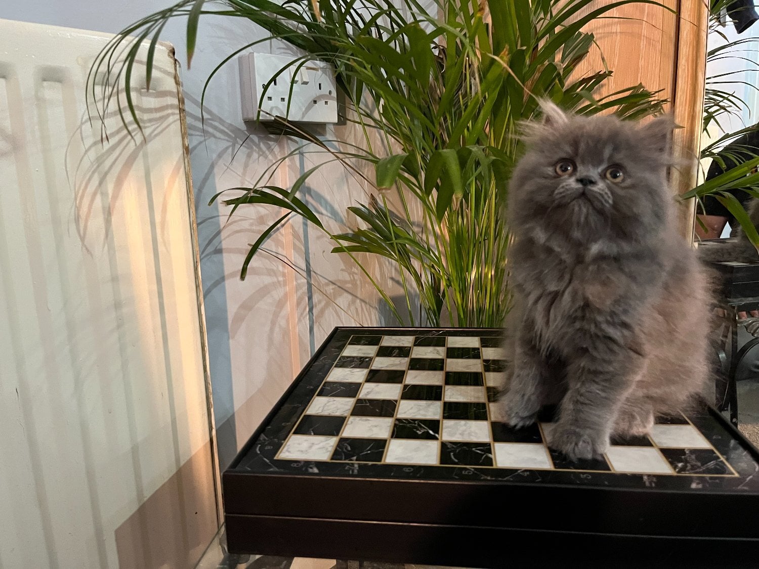 Ready Now. Stunning doll faced solid blue Persian girl - Cats & Kittens