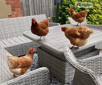 Point of lay chickens for sale