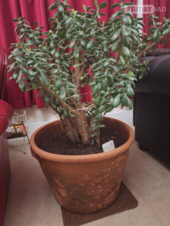 MASSIVE INDOOR  not garden MONEY PLANT IN POT