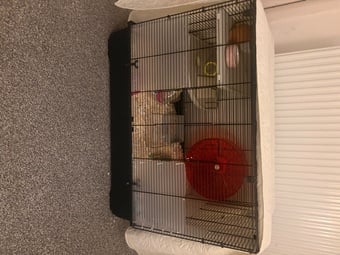 Golden Male Syrian Hamster with cage 