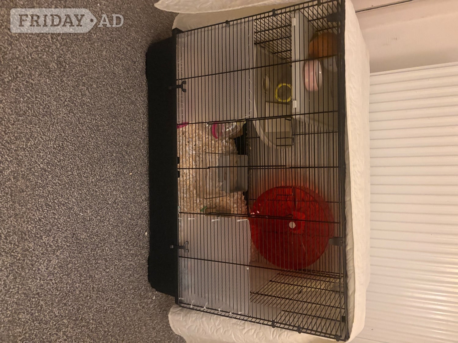 Golden Male Syrian Hamster with cage  in Hastings