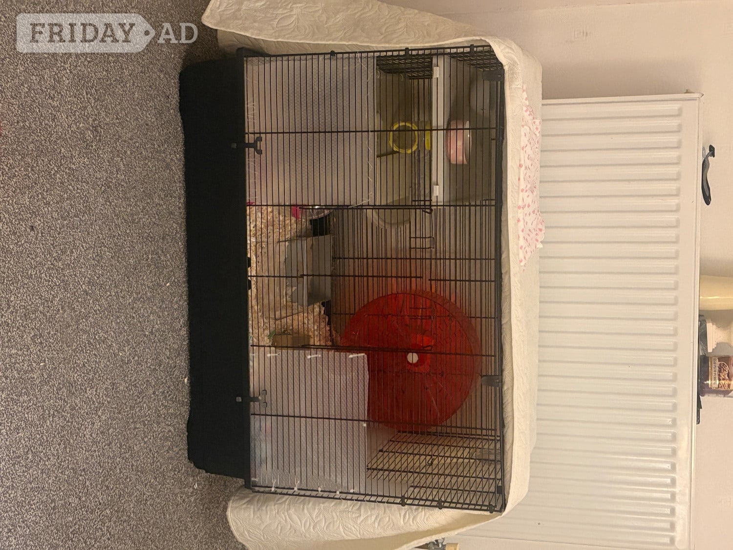Golden Male Syrian Hamster with cage 