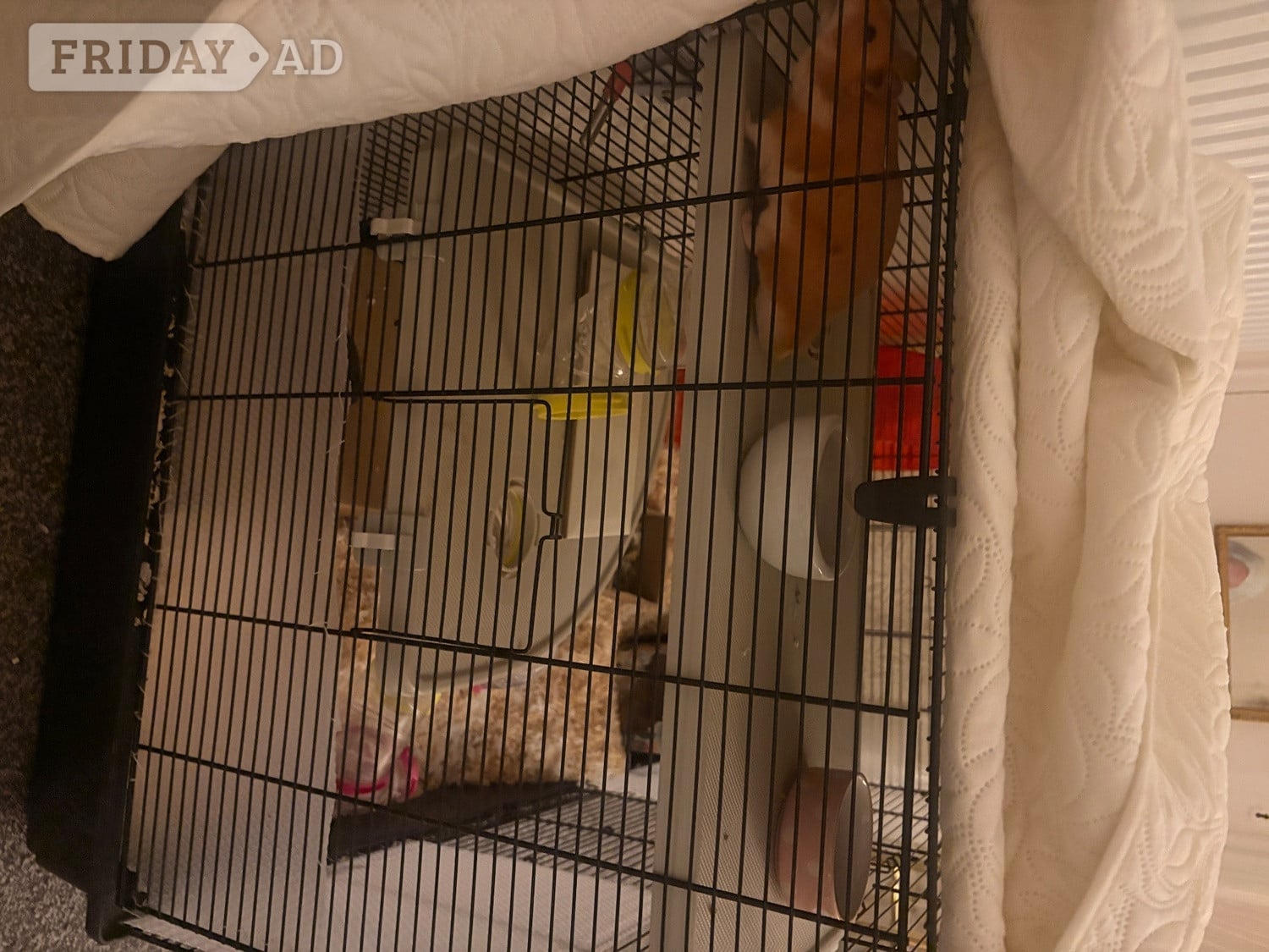 Hastings Golden Male Syrian Hamster with cage 