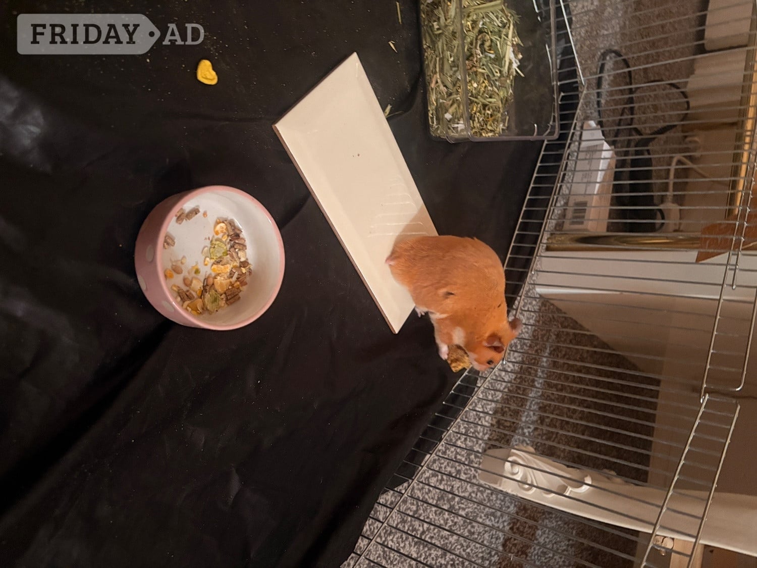 Golden Male Syrian Hamster with cage  - Guinea Pigs & Small Furries in Hastings