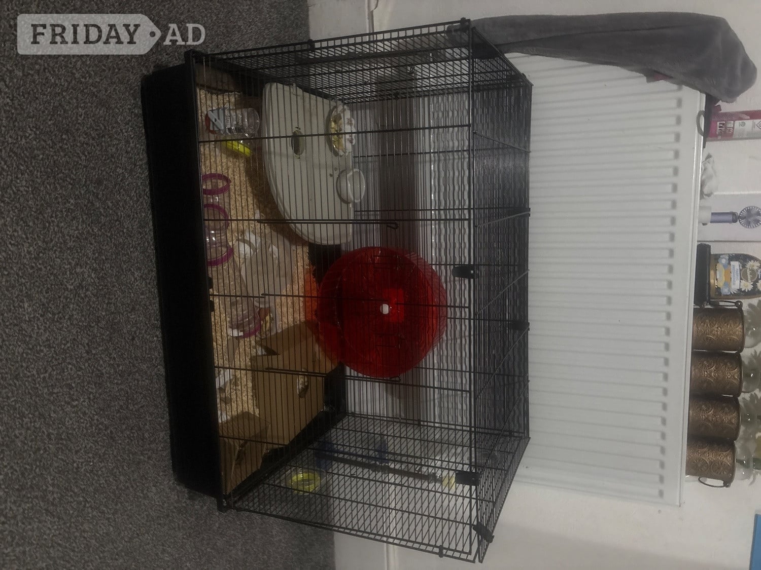 Golden Male Syrian Hamster with cage  - Guinea Pigs & Small Furries