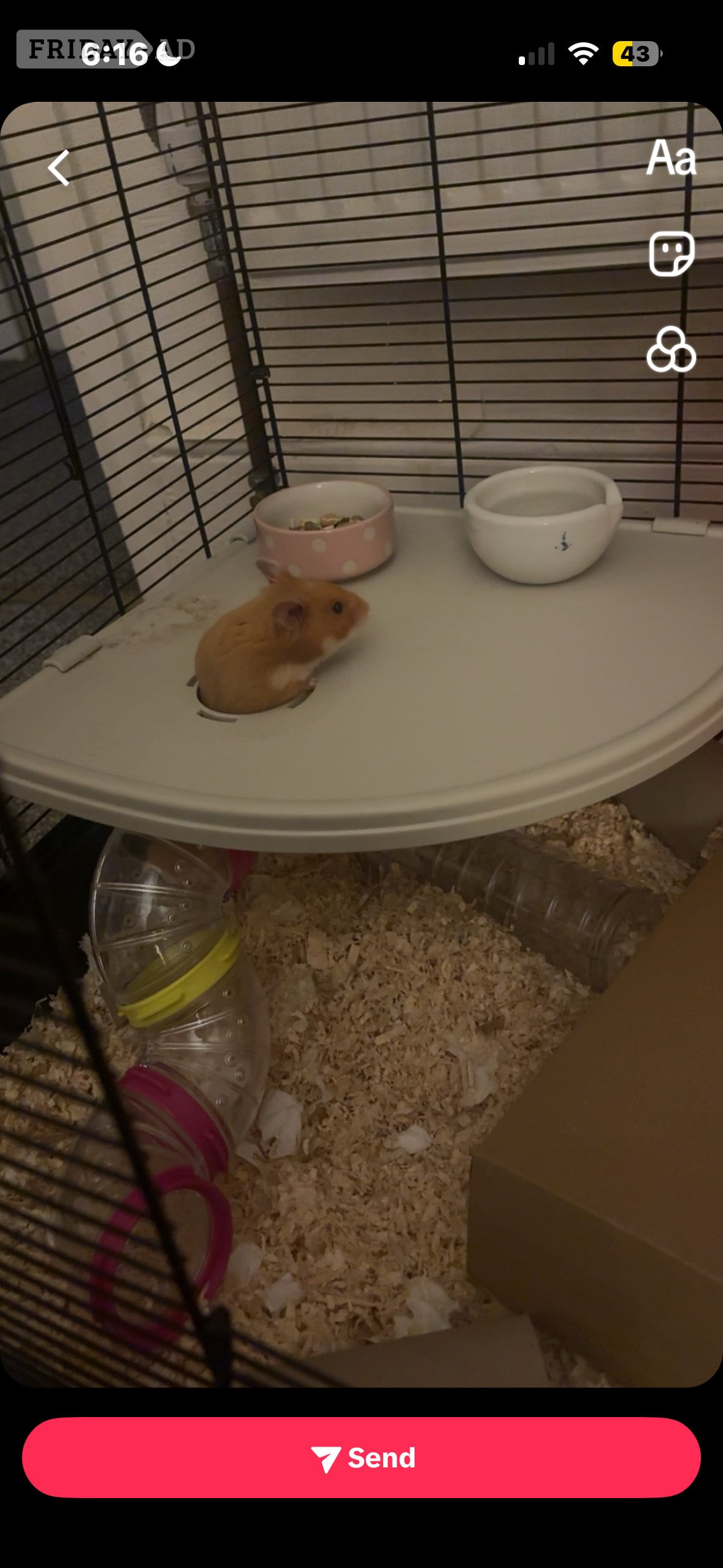Golden Male Syrian Hamster with cage  in Hastings