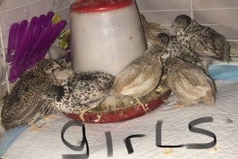 QUAILS,POINT OF LAY CHINESE PAINTED BUTTONS !