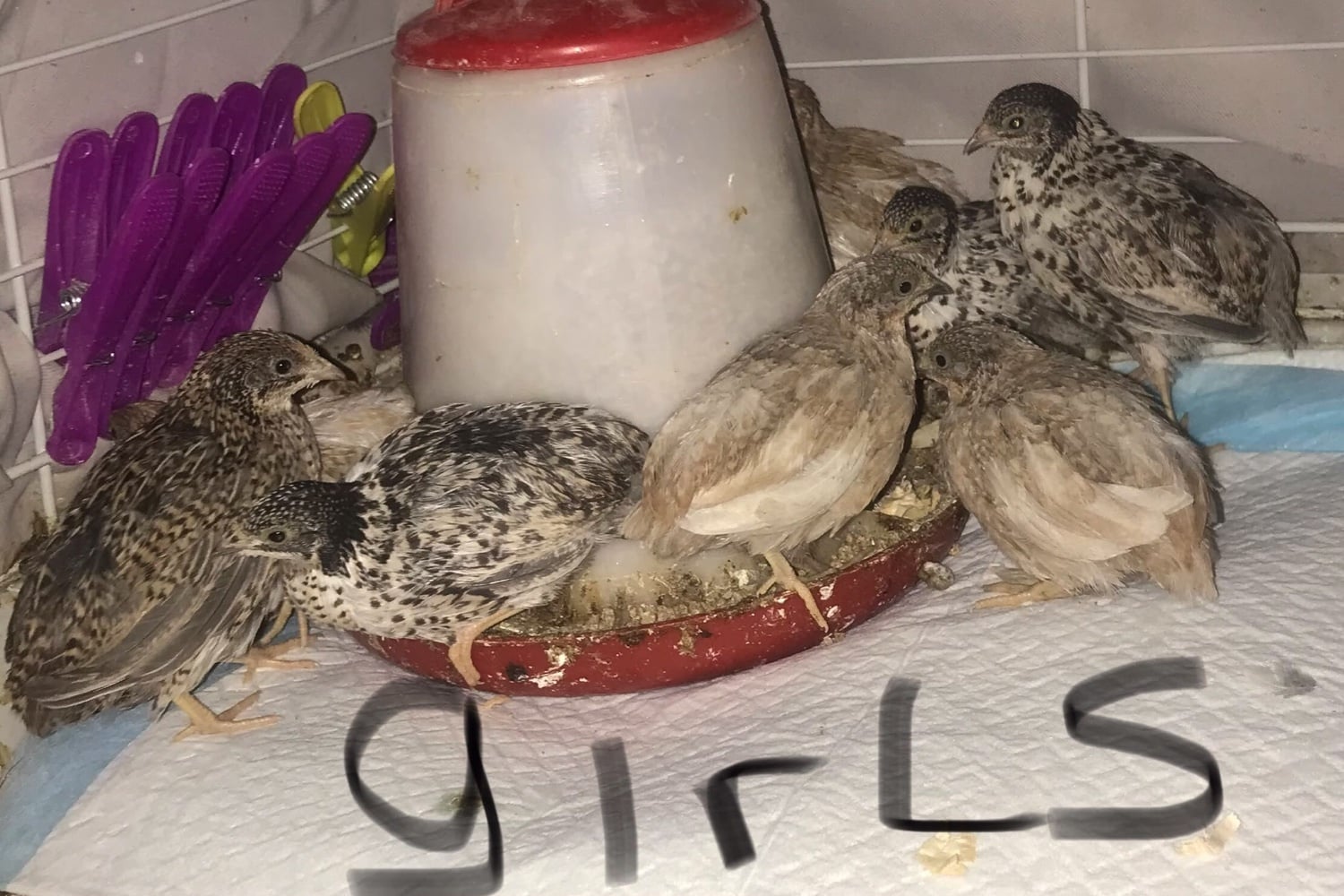 SEXED QUAILS, CHINESE PAINTED BUTTONS !
