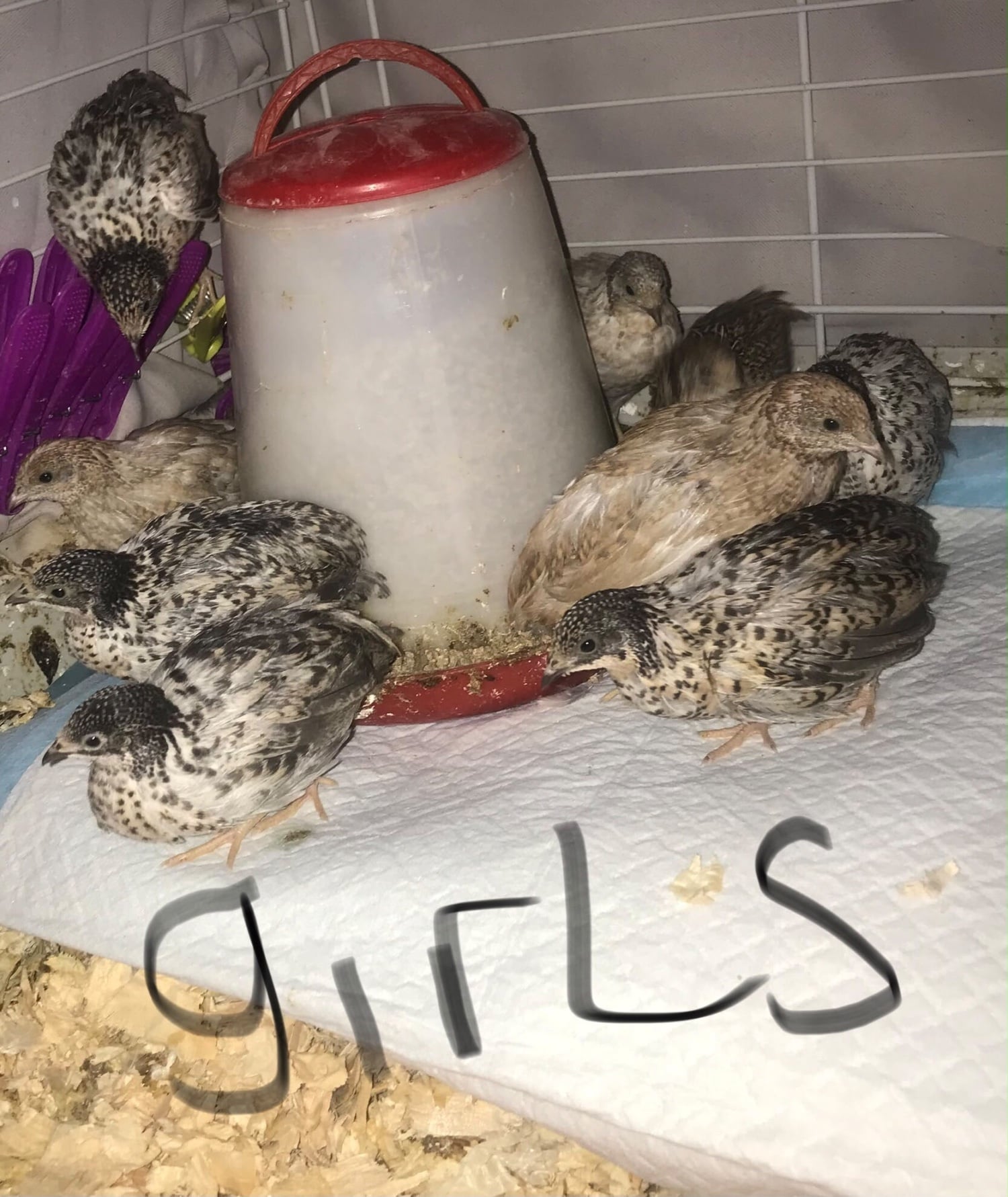 Warminster SEXED QUAILS, CHINESE PAINTED BUTTONS !