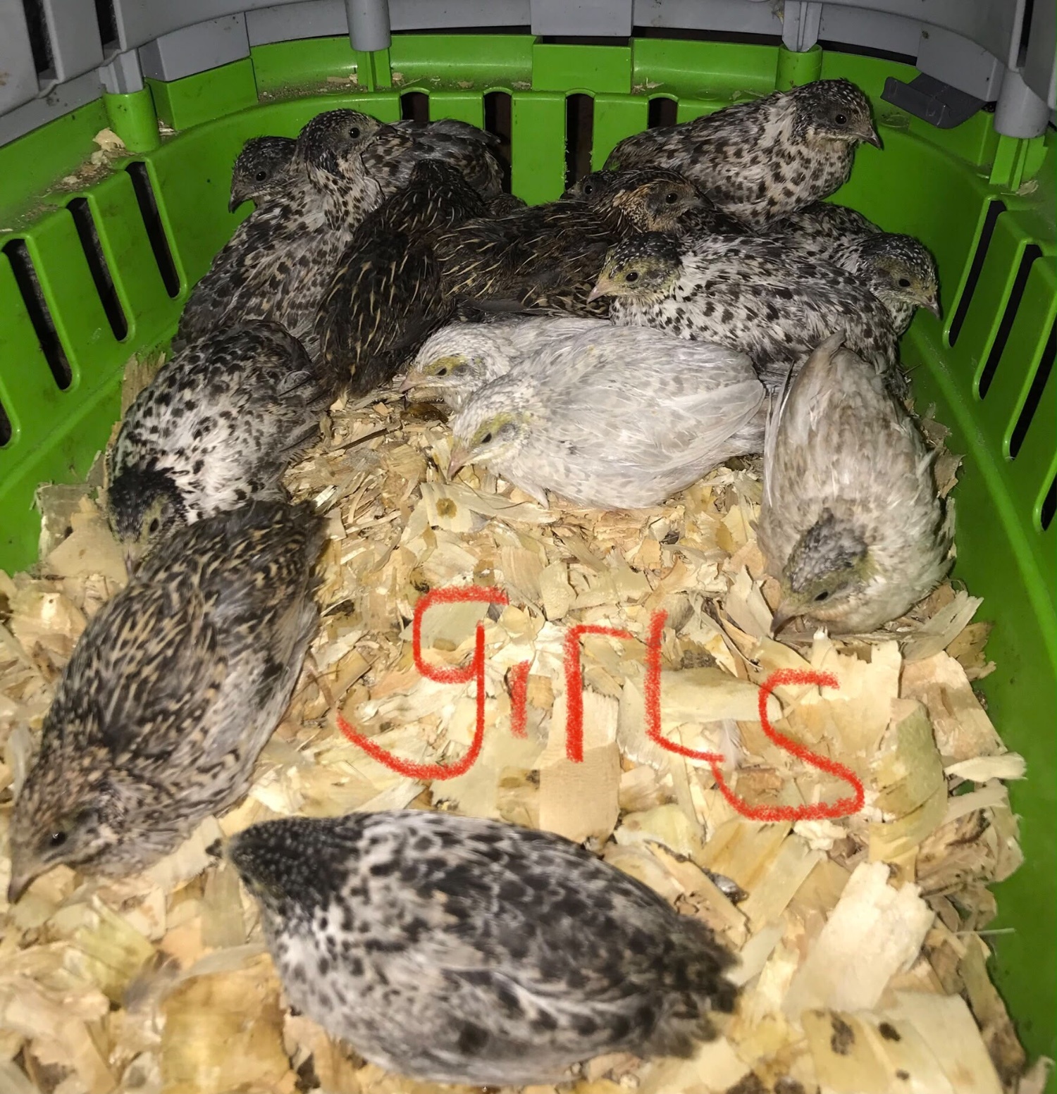SEXED QUAILS, CHINESE PAINTED BUTTONS ! - Poultry