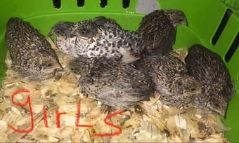 SEXED QUAILS/CHINESE PAINTED BUTTONS !