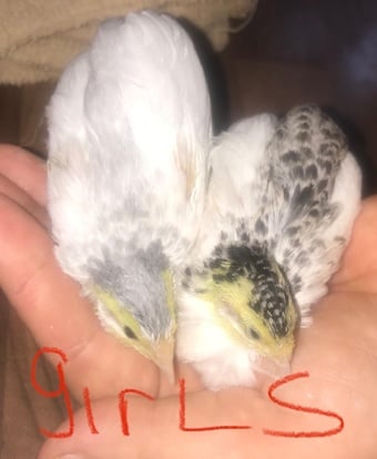 SEXED QUAILS/CHINESE PAINTED BUTTONS !
