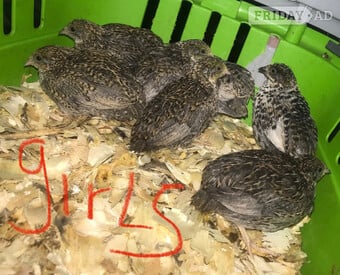 SEXED QUAILS/CHINESE PAINTED BUTTONS !
