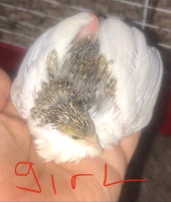 SEXED QUAILS/CHINESE PAINTED BUTTONS !