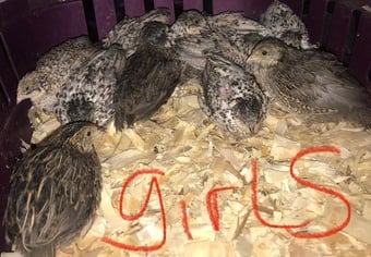 SEXED QUAILS/CHINESE PAINTED BUTTONS !