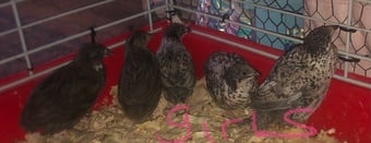 SEXED QUAILS/CHINESE PAINTED BUTTONS !
