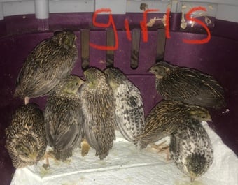SEXED QUAILS/CHINESE PAINTED BUTTONS !