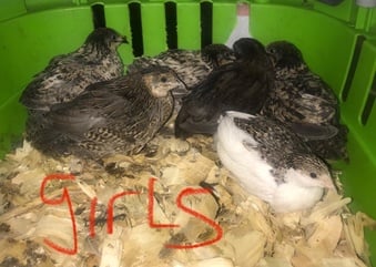 SEXED QUAILS/CHINESE PAINTED BUTTONS !
